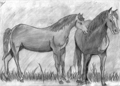 Two horses