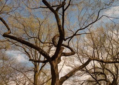 big majestic buding tree