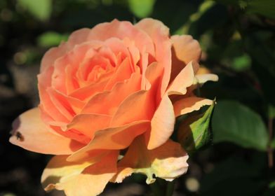 Pastel Rose