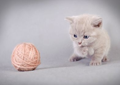 British shorthair kitten