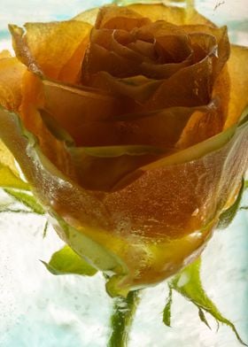 Rose in ice 3