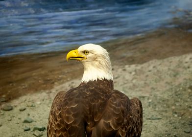 American USA Bald Eagle