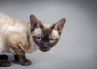 Devon Rex cat