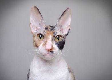 Cornish Rex cat