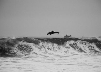 Stormy Dolphins