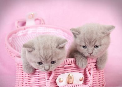 British shorthair kittens