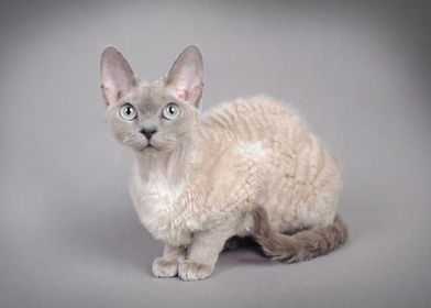 Devon Rex cat