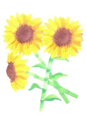 Sunflowers or Helianthus 