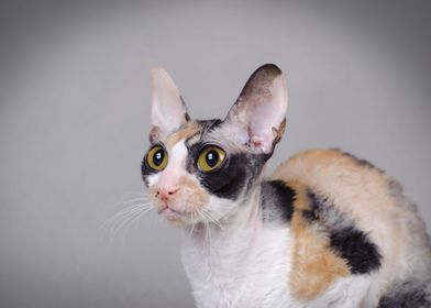 Cornish Rex cat