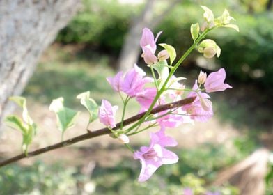 Beautiful Fresh Flower