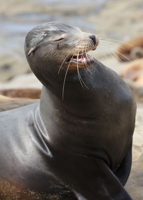 California Sea Lion