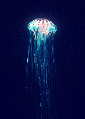 Jellyfish