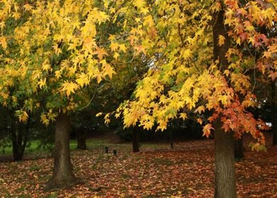 Fall colors