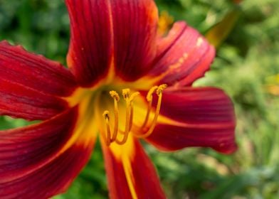 Red Orange Lily flower