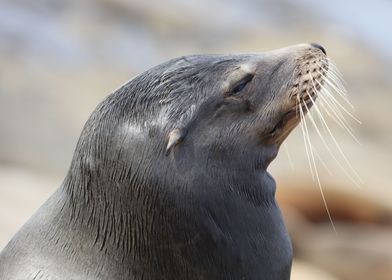 California sea lion