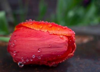 fallen wet red tulip flora