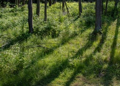 woods with morning light