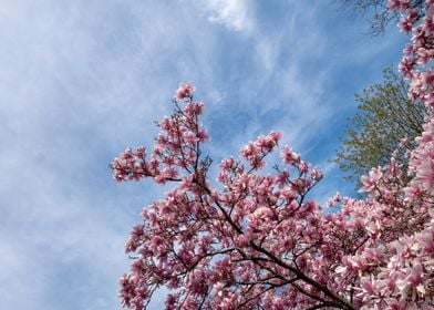 pink flower tree blooms