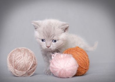 British shorthair kitten