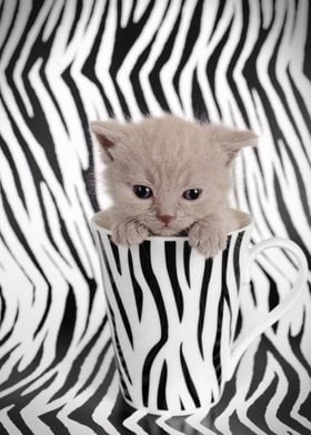 British shorthair kitten