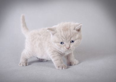 British shorthair kitten