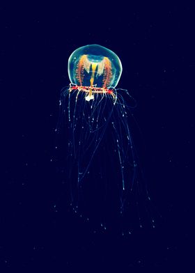 Immortal jellyfish