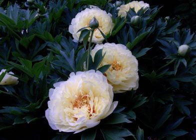 Creamy White Peonies