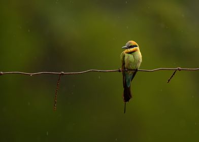 Bee eater