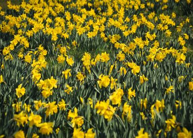 A Host Of Yellow Daffodils