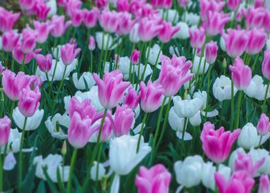 Pink White Tulip Sea