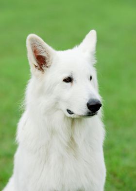 White Swiss Shepherd Dog