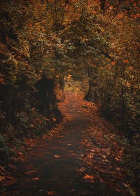 path through Autumn