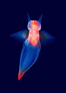 Sea butterfly 