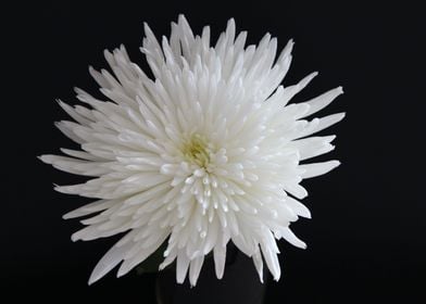 Bright White Dahlia