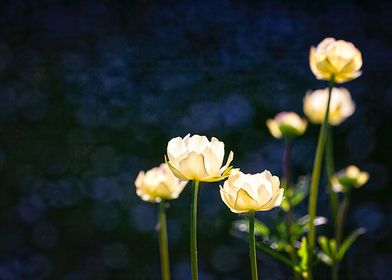 White Petals On Blue