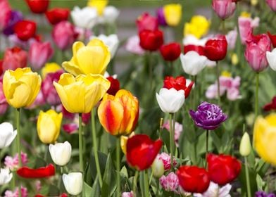 Field Of Tulips