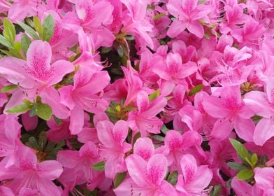 Pink Rhododendron Blossom