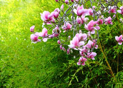 Pink Blossom On Green