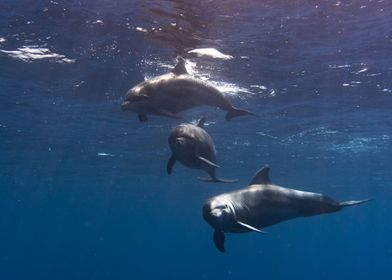 Dolphin Friends