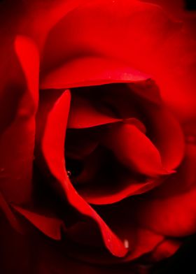 A rose in the dark