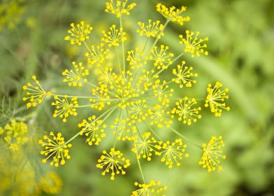 Dill Flower Plant