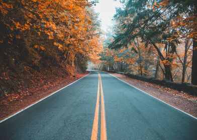 Portland autumn road