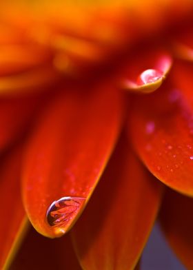 Flower with water drop