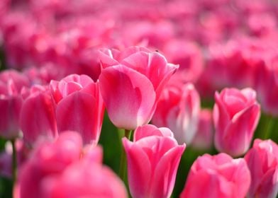 Vibrant Pink Tulips