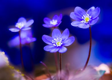 Flowers of Hepatica Nobili