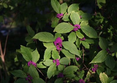 Purple Leafy Botanical