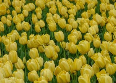 Sea Of Yellow Tulips