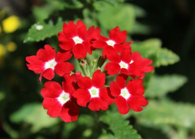 Red Verbena Oficinalis 