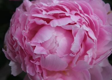 Elegant Pink Peony