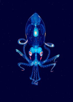 Little squid
